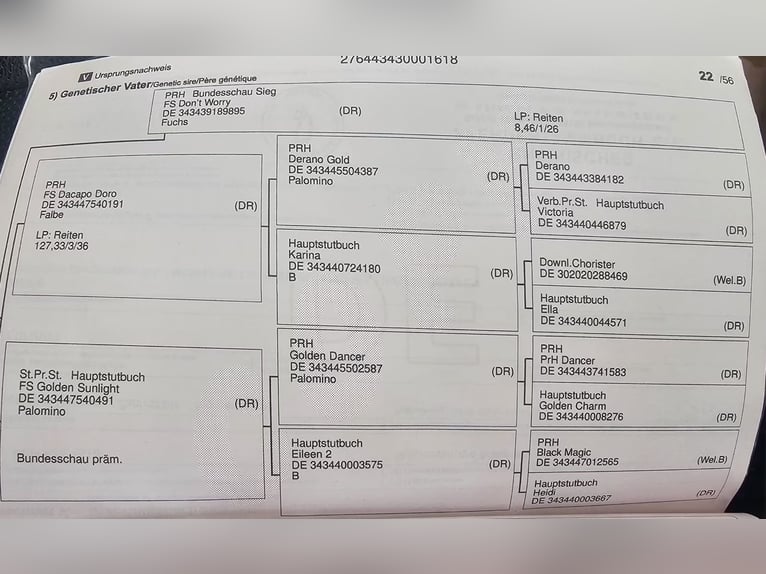 Niemiecki kuc wierzchowy Wałach 8 lat 153 cm Gniada in Wedemark