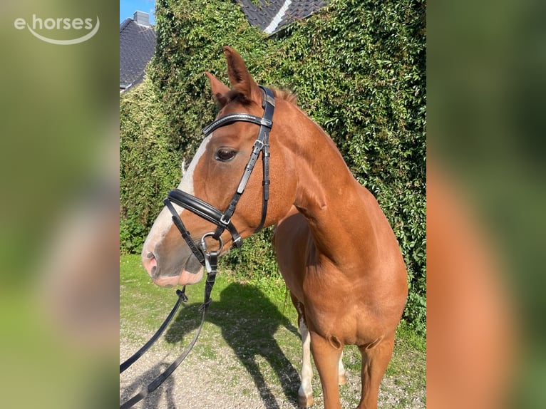 Niemiecki kuc wierzchowy Wałach 8 lat 153 cm Kasztanowata in AlpenAlpen