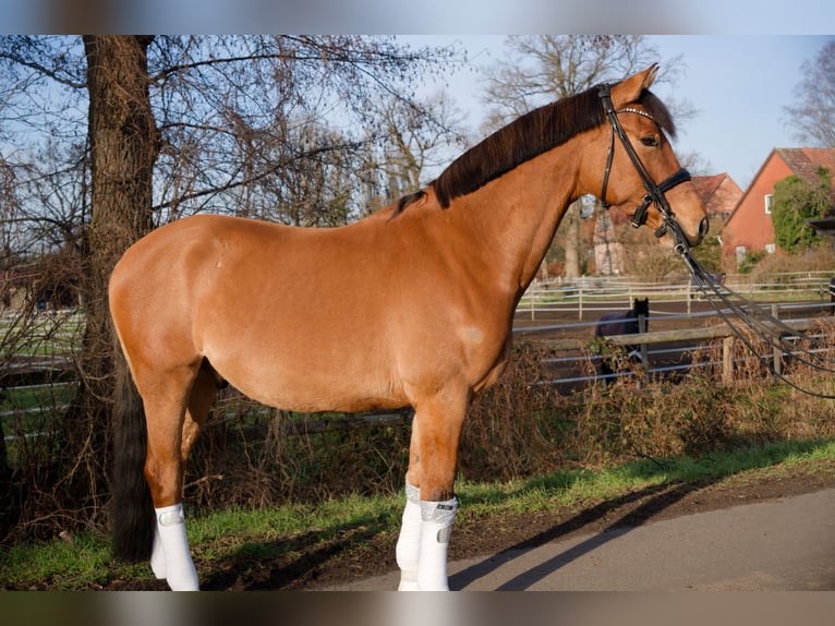 Niemiecki kuc wierzchowy Wałach 8 lat 153 cm  in Wedemark