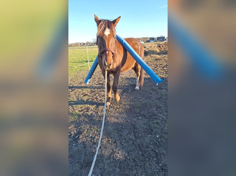 Niemiecki kuc wierzchowy Wałach 8 lat 154 cm Ciemnokasztanowata in Verl