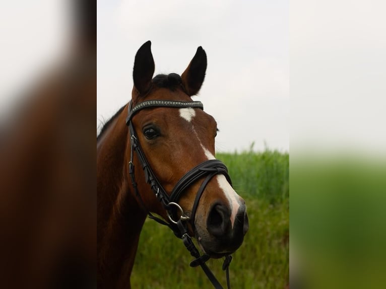 Niemiecki kuc wierzchowy Wałach 8 lat 155 cm Ciemnogniada in Vreden