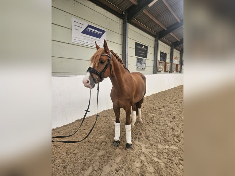 Niemiecki kuc wierzchowy Wałach 8 lat 156 cm Ciemnokasztanowata in Löbnitz