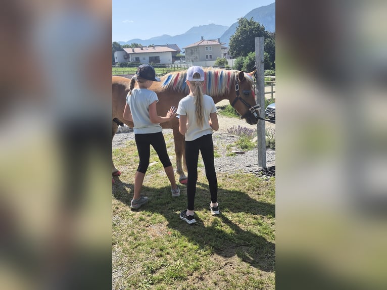 Niemiecki kuc wierzchowy Mix Wałach 9 lat 135 cm Izabelowata in Maurach Niemiecki kuc wierzchowy Mix Wałach 9 lat 135 cm Izabelowata in Maurach