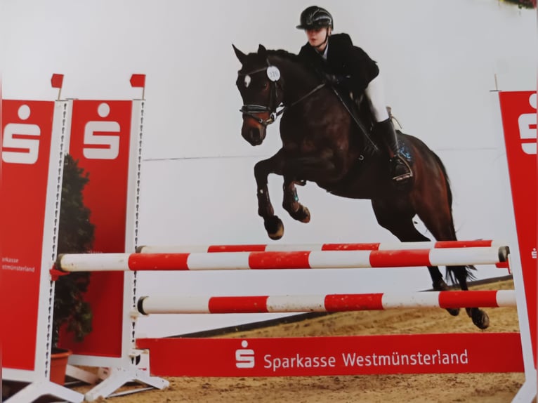 Niemiecki kuc wierzchowy Wałach 9 lat 141 cm Ciemnogniada in M&#xFC;nster