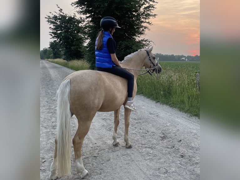 Niemiecki kuc wierzchowy Wałach 9 lat 143 cm Izabelowata in München