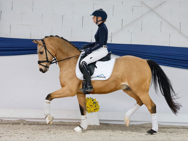 Niemiecki kuc wierzchowy Wałach 9 lat 145 cm Bułana in Marsberg Niemiecki kuc wierzchowy Wałach 9 lat 145 cm Bułana in Marsberg
