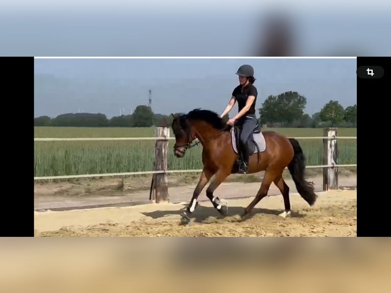 Niemiecki kuc wierzchowy Wałach 9 lat 145 cm Gniada in Oelde