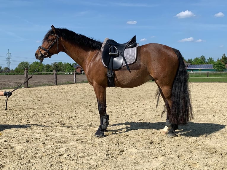 Niemiecki kuc wierzchowy Wałach 9 lat 145 cm Gniada in Oelde