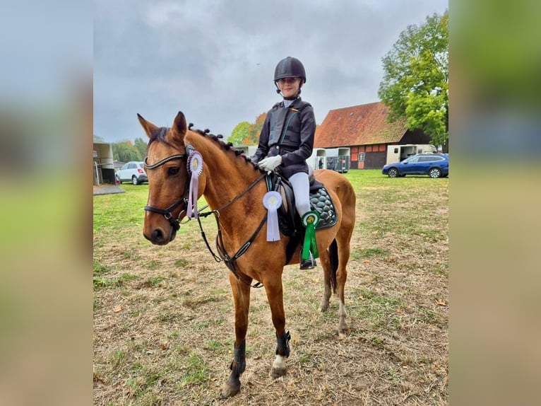 Niemiecki kuc wierzchowy Wałach 9 lat 145 cm Jelenia in Borstel