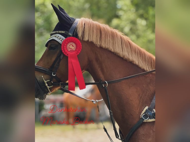 Niemiecki kuc wierzchowy Wałach 9 lat 145 cm Kasztanowata in Darmstadt