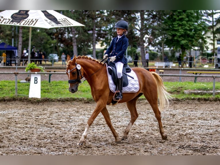 Niemiecki kuc wierzchowy Wałach 9 lat 145 cm Kasztanowata in Darmstadt