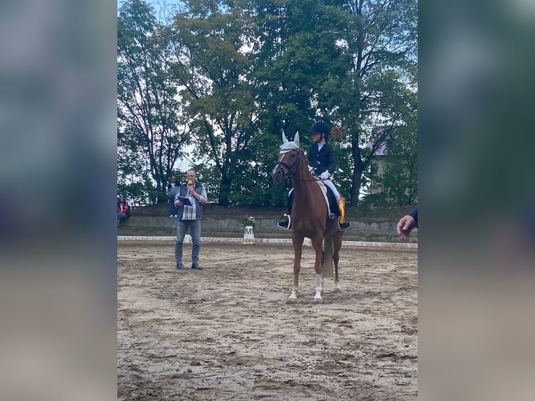 Niemiecki kuc wierzchowy Wałach 9 lat 145 cm Kasztanowata in Darmstadt