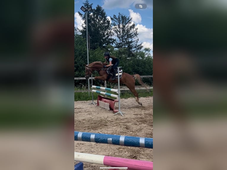 Niemiecki kuc wierzchowy Wałach 9 lat 145 cm Kasztanowata in Darmstadt