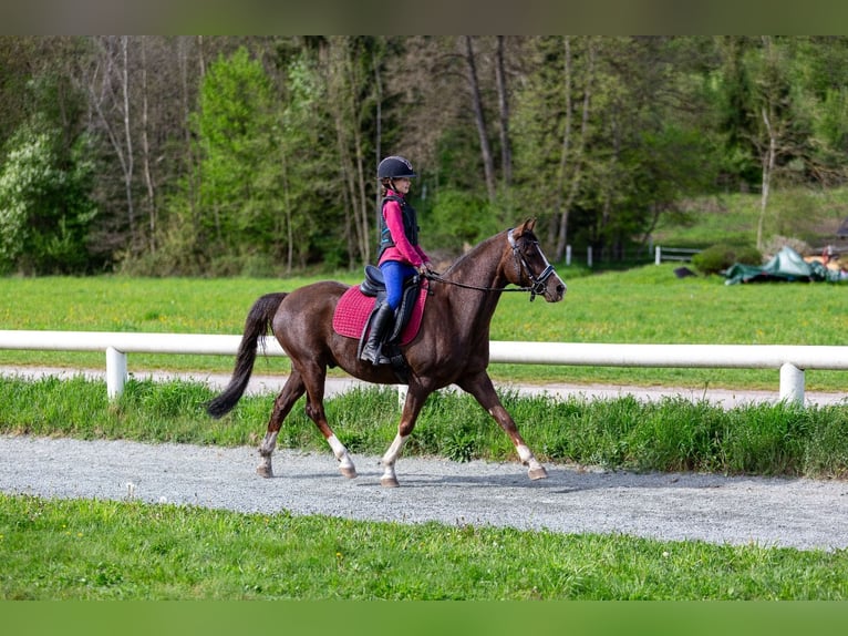 Niemiecki kuc wierzchowy Wałach 9 lat 146 cm Ciemnokasztanowata in Poggersdorf