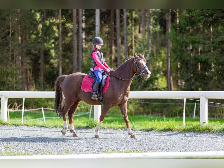 Niemiecki kuc wierzchowy Wałach 9 lat 146 cm Ciemnokasztanowata in Poggersdorf