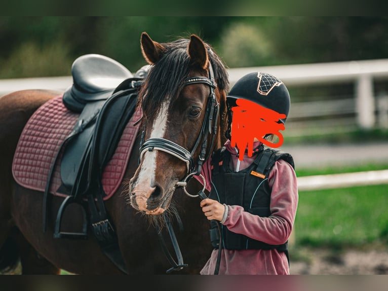 Niemiecki kuc wierzchowy Wałach 9 lat 146 cm Ciemnokasztanowata in Poggersdorf