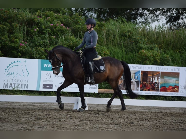 Niemiecki kuc wierzchowy Wałach 9 lat 146 cm Gniada in Brietlingen