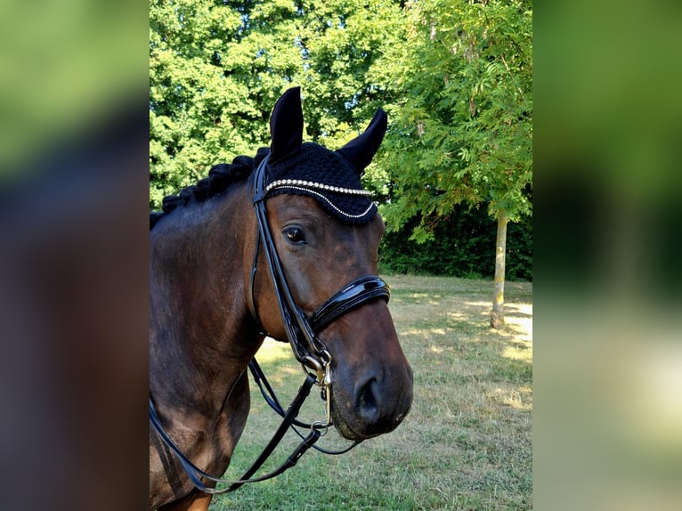 Niemiecki kuc wierzchowy Wałach 9 lat 147 cm Ciemnogniada in Willich