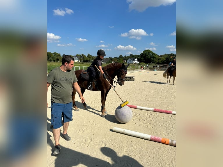 Niemiecki kuc wierzchowy Wałach 9 lat 148 cm Ciemnokasztanowata in Habichtswald