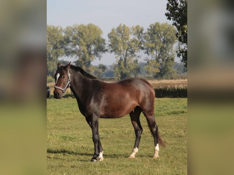 Niemiecki kuc wierzchowy Wałach 9 lat 148 cm Gniada in Nusse