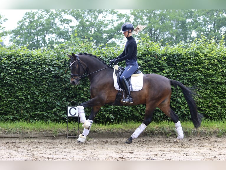 Niemiecki kuc wierzchowy Wałach 9 lat 148 cm Gniada in Hörstel