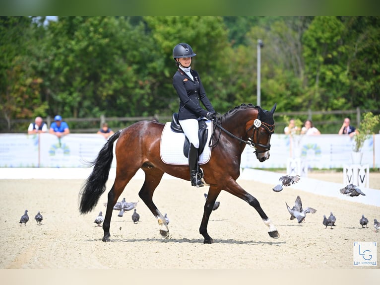 Niemiecki kuc wierzchowy Wałach 9 lat 148 cm Gniada in Finsing