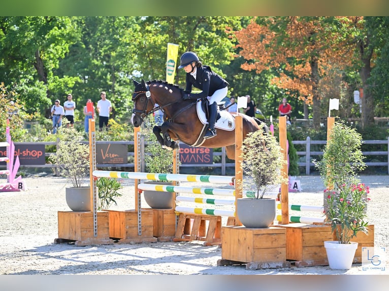 Niemiecki kuc wierzchowy Wałach 9 lat 148 cm Gniada in Finsing