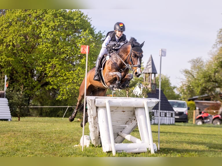 Niemiecki kuc wierzchowy Wałach 9 lat 148 cm Gniada in Finsing