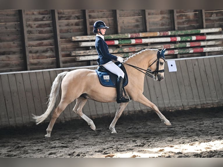 Niemiecki kuc wierzchowy Wałach 9 lat 148 cm Izabelowata in Auengrund