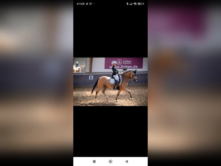 Niemiecki kuc wierzchowy Wałach 9 lat 148 cm Jelenia in Essen