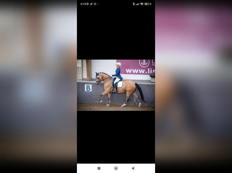 Niemiecki kuc wierzchowy Wałach 9 lat 148 cm Jelenia in Essen