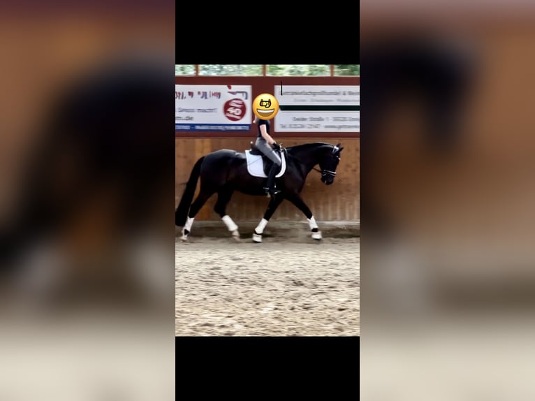 Niemiecki kuc wierzchowy Wałach 9 lat 148 cm Kara in Meppen