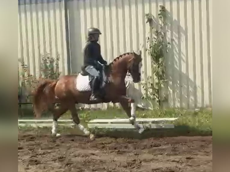 Niemiecki kuc wierzchowy Wałach 9 lat 148 cm Kasztanowata in Bad Schönborn
