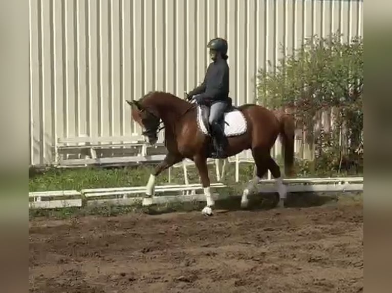 Niemiecki kuc wierzchowy Wałach 9 lat 148 cm Kasztanowata in Bad Schönborn