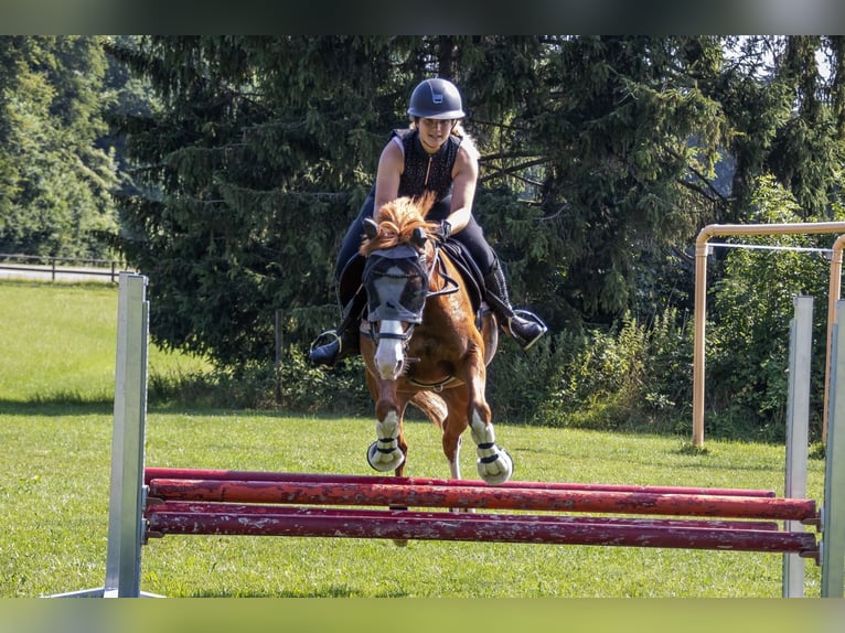 Niemiecki kuc wierzchowy Wałach 9 lat 148 cm Kasztanowata in Dinhard