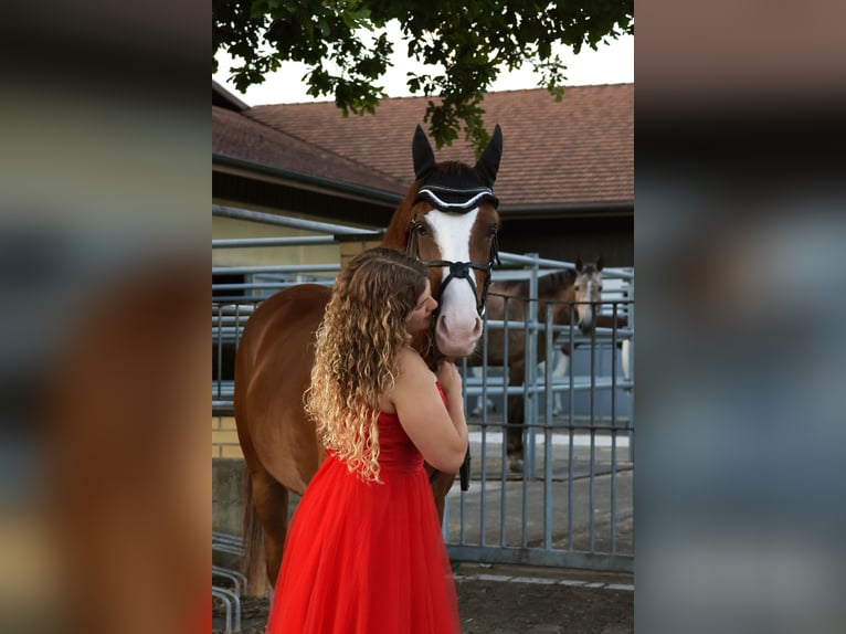 Niemiecki kuc wierzchowy Wałach 9 lat 148 cm Kasztanowata in Dinhard