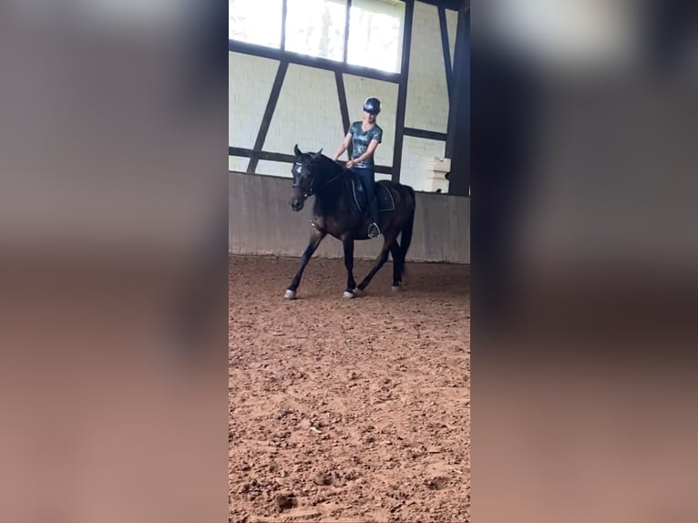 Niemiecki kuc wierzchowy Mix Wałach 9 lat 149 cm Ciemnogniada in Rehlingen-Siersburg