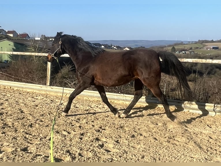Niemiecki kuc wierzchowy Wałach 9 lat 150 cm Ciemnogniada in Rüdesheim am Rhein/ Presberg