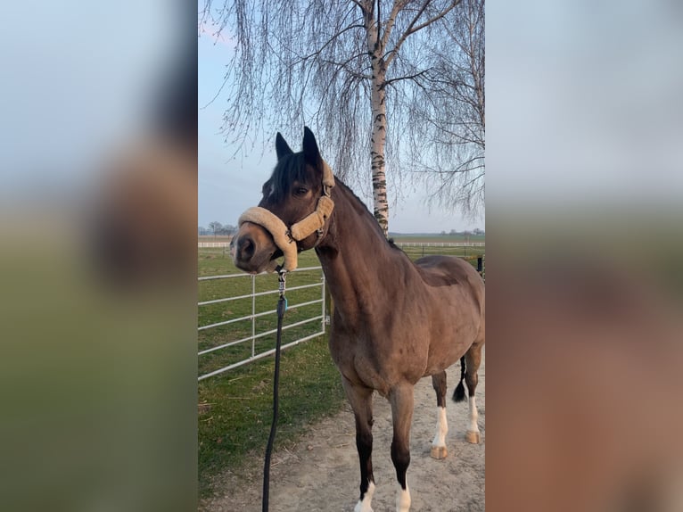 Niemiecki kuc wierzchowy Wałach 9 lat 153 cm Jelenia in Ense