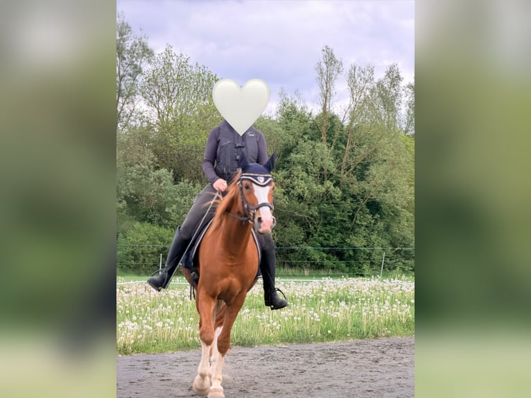 Niemiecki kuc wierzchowy Wałach 9 lat 154 cm Kasztanowata in Biedenkopf