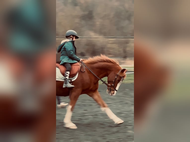 Niemiecki kuc wierzchowy Wałach 9 lat 154 cm Kasztanowata in Biedenkopf