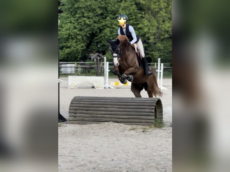 Niemiecki kuc wierzchowy Wałach 9 lat 155 cm Kasztanowata in Hohenhorn