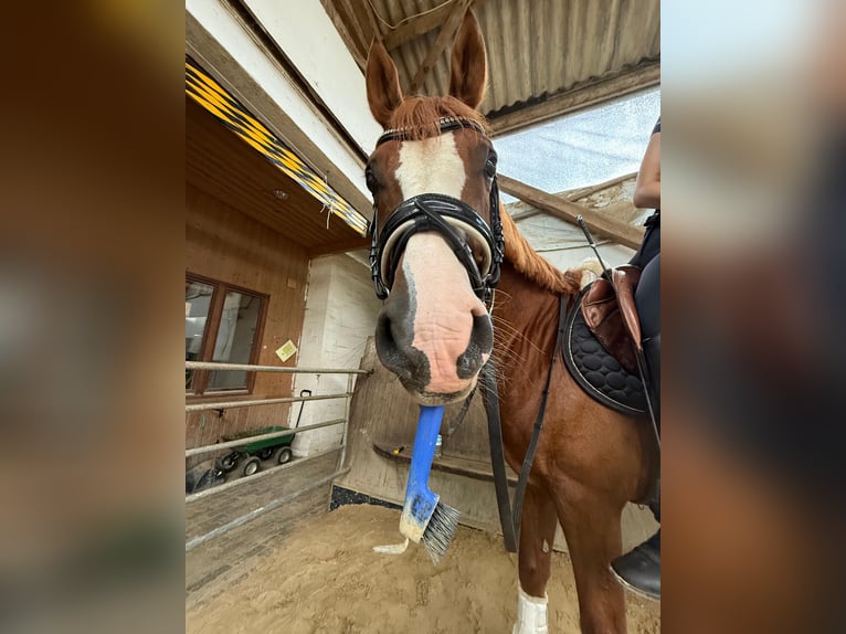 Niemiecki kuc wierzchowy Wałach 9 lat 155 cm Kasztanowata in Hohenhorn