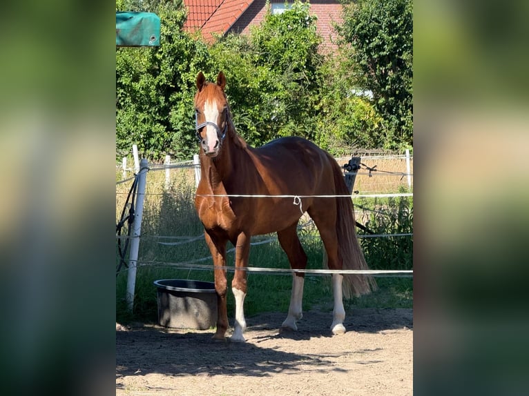 Niemiecki kuc wierzchowy Wałach 9 lat 155 cm Kasztanowata in Hohenhorn