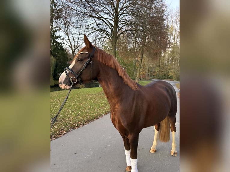 Niemiecki kuc wierzchowy Wałach 9 lat 156 cm Ciemnokasztanowata in Coesfeld