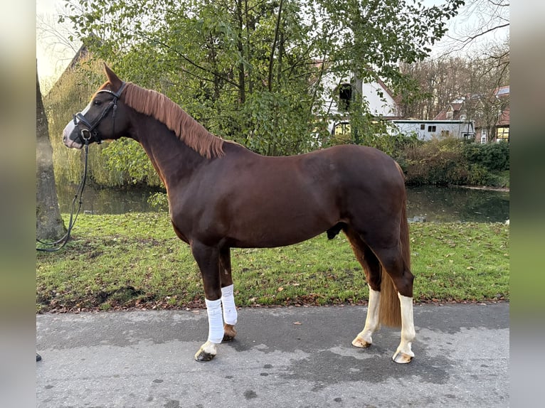 Niemiecki kuc wierzchowy Wałach 9 lat 156 cm Ciemnokasztanowata in Coesfeld
