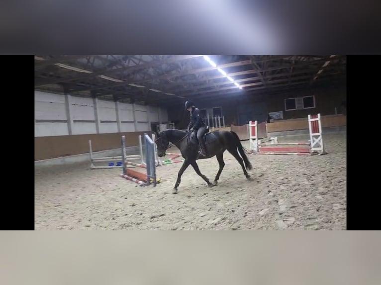 Niemiecki kuc wierzchowy Mix Wałach 9 lat 158 cm Gniada in Pietzpuhl