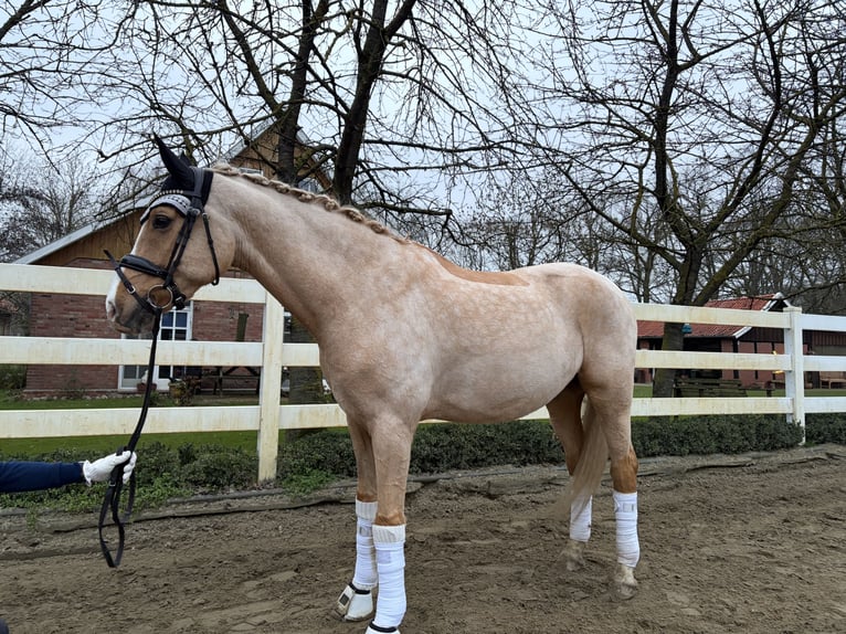 Niemiecki kuc wierzchowy Wałach 9 lat 161 cm Izabelowata in Bakum