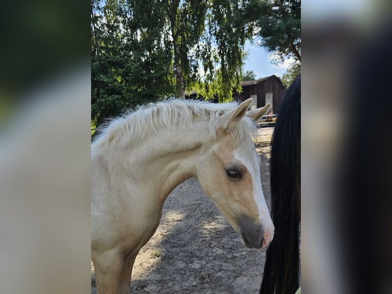 Niemiecki kuc wierzchowy Wałach Źrebak (05/2025) Izabelowata in Bruchhausen-Vilsen Niemiecki kuc wierzchowy Wałach Źrebak (05/2025) Izabelowata in Bruchhausen-Vilsen