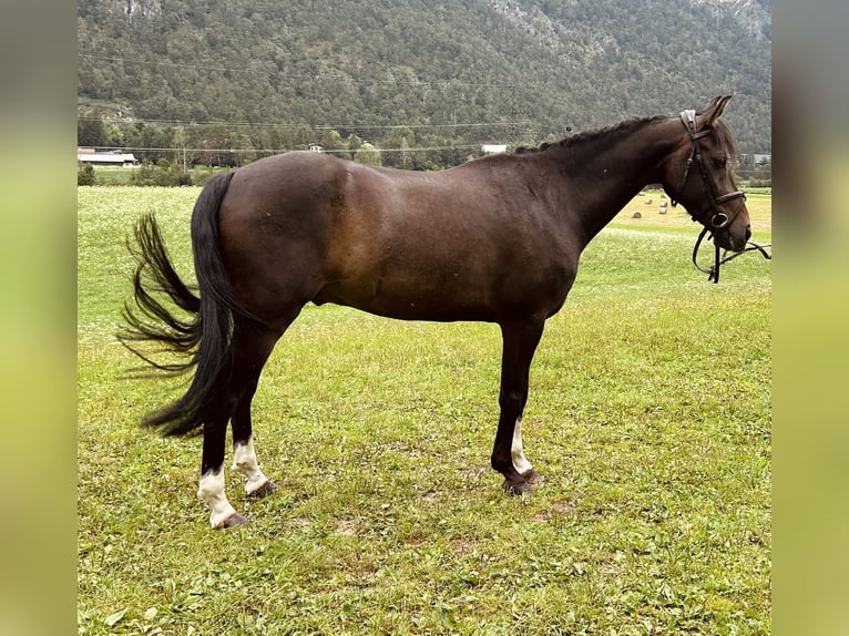 Niemiecki kuc wierzchowy Wałach 10 lat 146 cm in Tarrenz